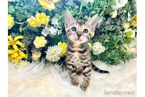 販売中の愛媛県のベンガル-116950の1枚目